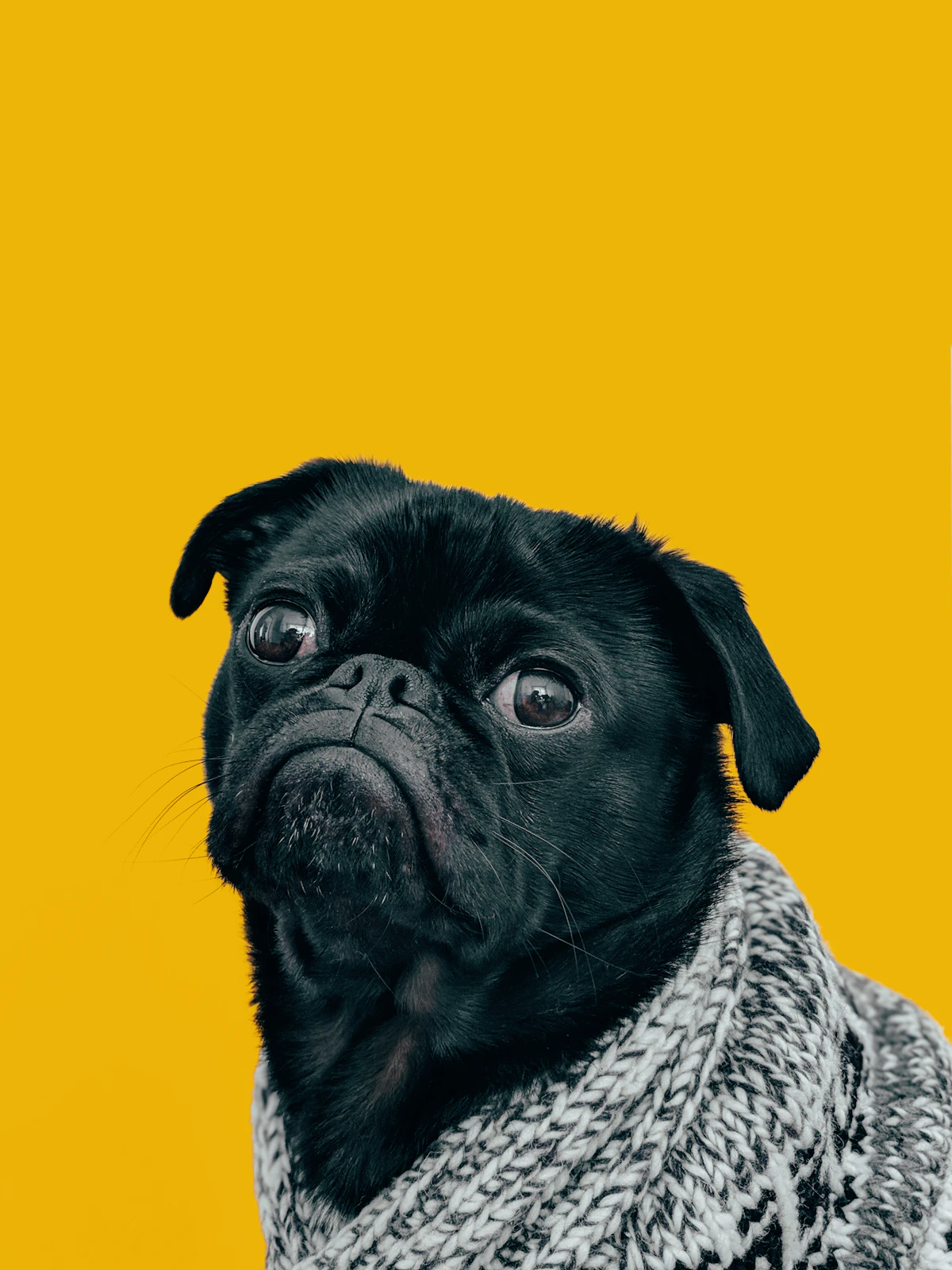Retrato de perro