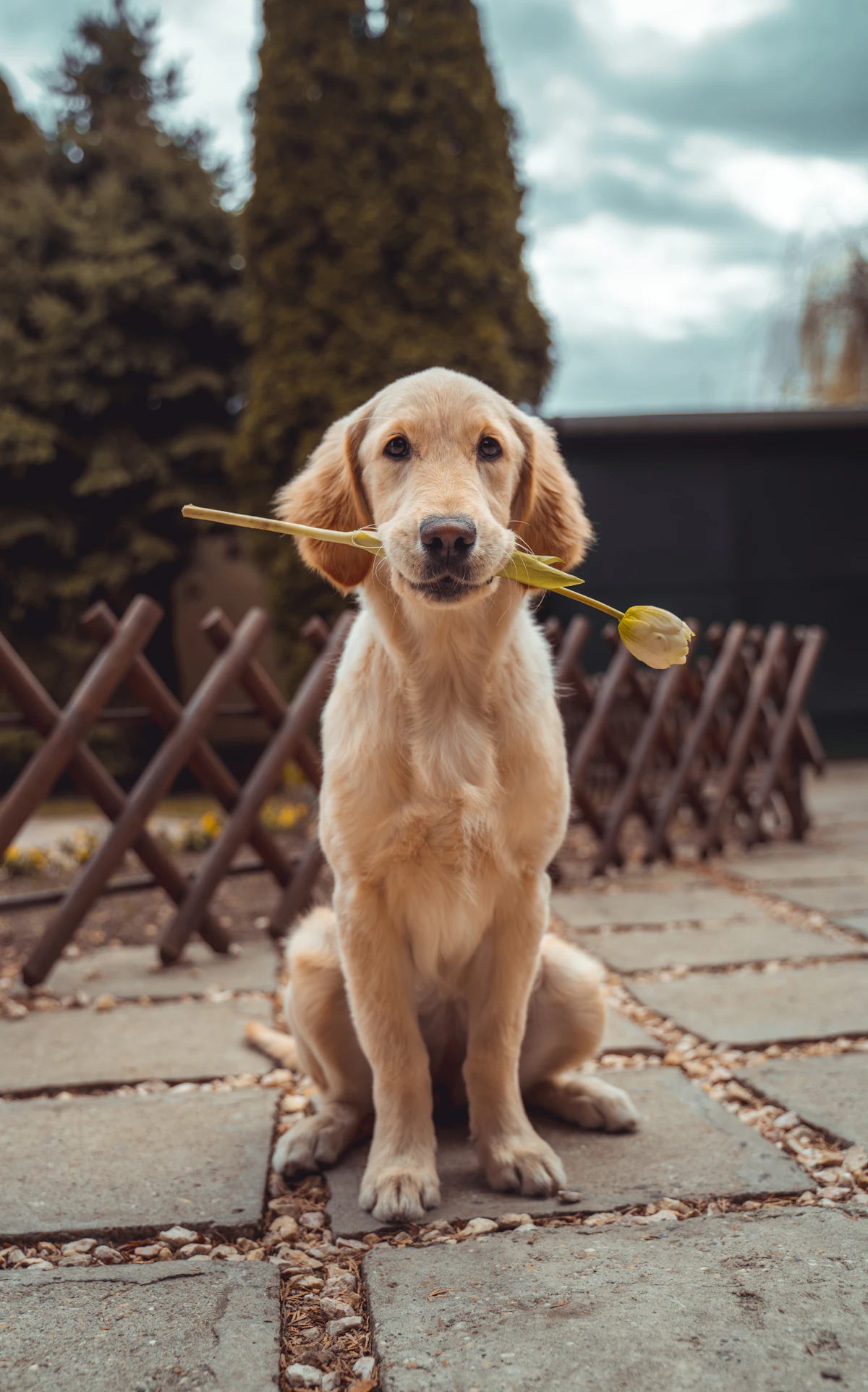 Perro golden
